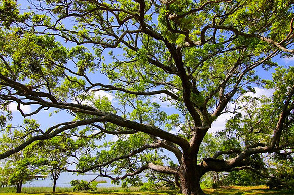 Live Oak