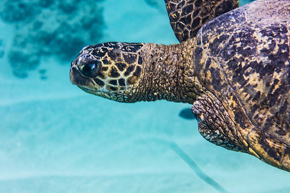 Honu