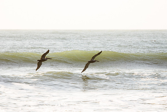 Pelicans